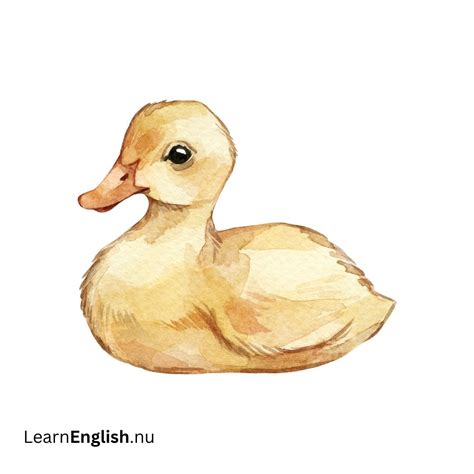 Bird Names in Spanish: 77 Birds in Spanish to English - learn spanish