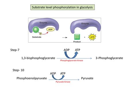 Substrate Level Phosphorylation
