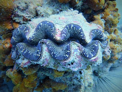 Do Clams Make Pearls