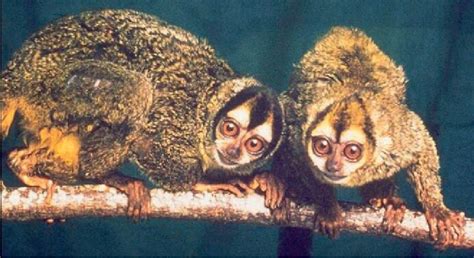 Image result for Primates Breeding