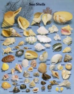 Image result for Finding Tropical Shells