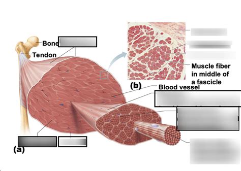 Image result for Skeletal Muscle Flow Chart