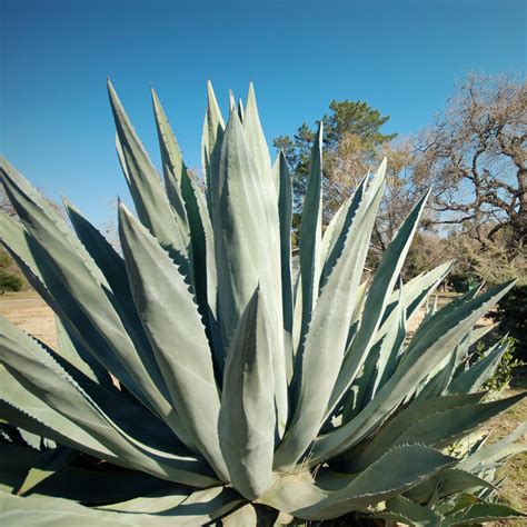 Agave Century Plant Toxin Treatment