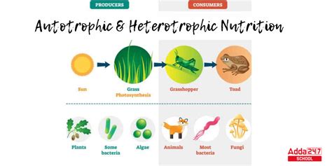 Heterotrophic Nutrition, Types, Diagram, and Examples for Class 10