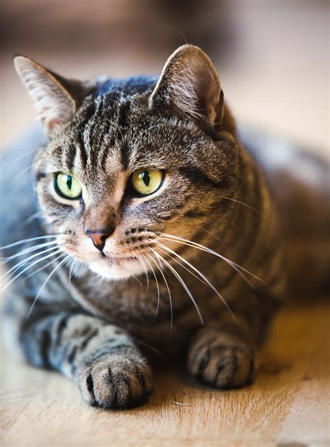 dark gray tabby | Tabby cat pictures, Grey tabby cats, Cat breeds