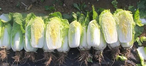 科学网—大白菜7分钱1斤农民弃收任其烂在地里 - 蒋高明的博文