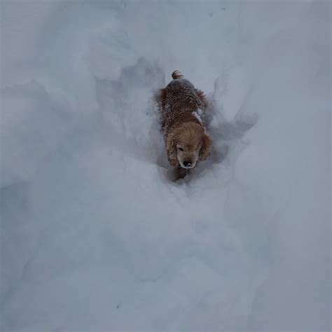 Laylaa Draya on Twitter: "#HappyInternationalDogDay to my babies! I strive to be this cute one ...