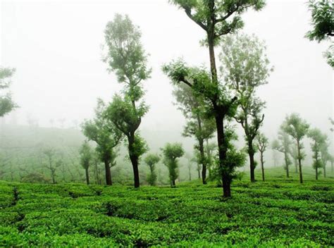 WintelWild Valparai Contact 6369440814