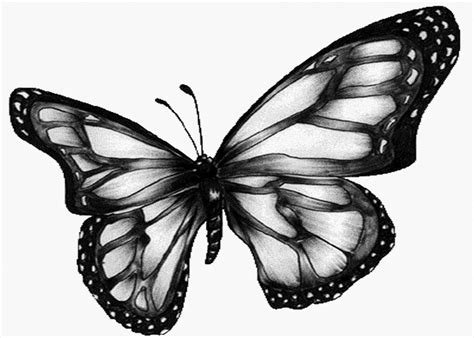 butterfly pictures black and white