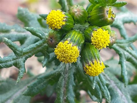 Groundsel (Senecio vulgaris)