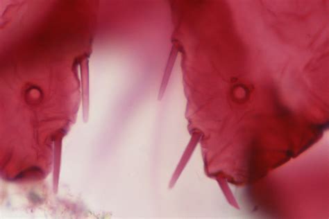 Megapulvinaria maxima