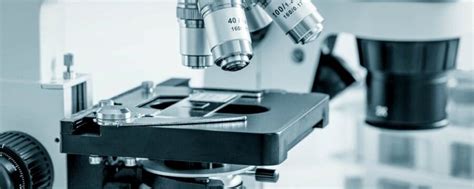 Image result for Objects Under the Dissecting Microscope