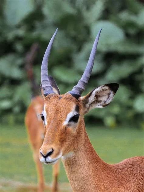 Nature's trampolines: 9 animals that can jump unbelievable heights ...