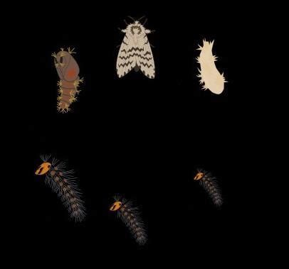To make cocoon the caterpiller moves its head in a figure of q. mouls ...