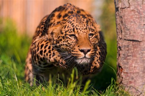 Jaguar Animal Pouncing HD