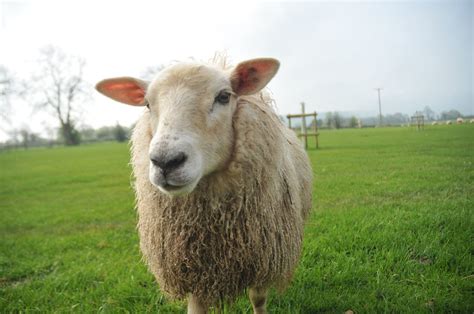 Image result for Gum Paste Welsh Sheep