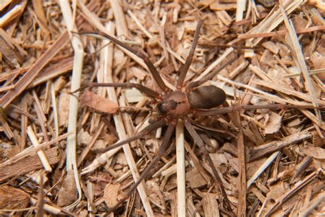 Brown Recluse Spider Bite in Horses - Symptoms, Causes, Diagnosis ...