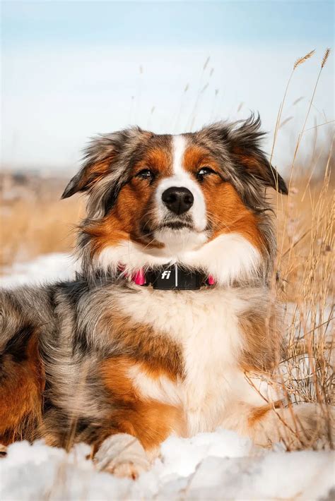 Understanding Lifespan of Australian Shepherds