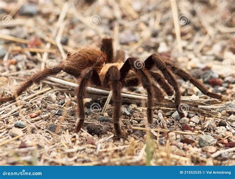 Migration Of Tarantulas