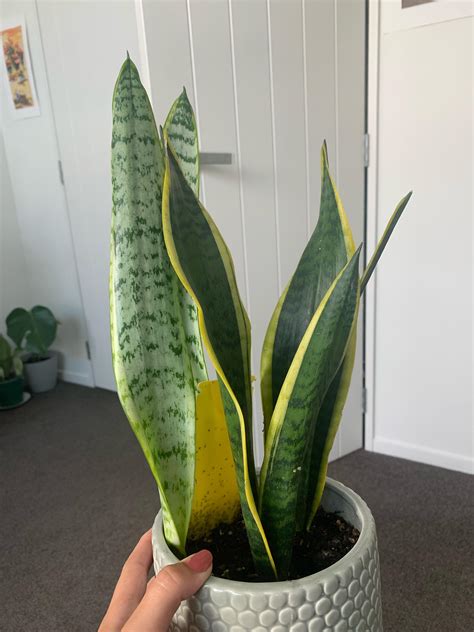 Image result for Color Changing Snake