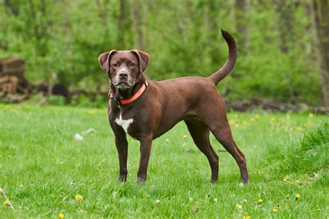 Pitbull Lab Mix Average Weight at Zane Hodge blog