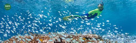 Why Visit Farasan Island? Top Reasons Tourists Love This Saudi Gem