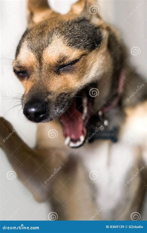 Screaming Dog stock image. Image of retouch, aggressive - 8369139