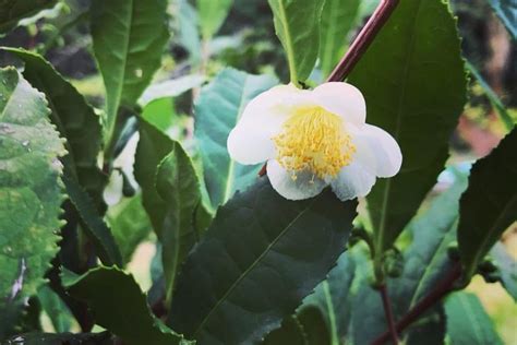 Visit Camellia Tea Plantation for groups up to 4 people (with Reviews)