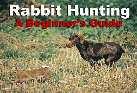 Rabbit Hunting - The Basics for a Great Hunt