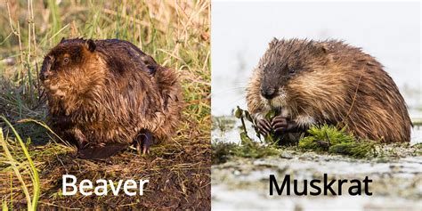 Muskrat Vs Nutria