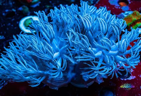 "Buy High-Quality Pulsing Xenia Coral for Your Aquarium | Order Now" – Zeo Box Reef Aquaculture