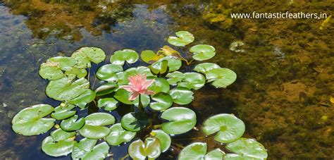 Fantastic Feathers: The Gardens and Sculptures - Zilker Park & Umlauf ...
