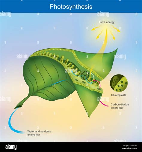 Photosynthesis diagram hi-res stock photography and images - Alamy