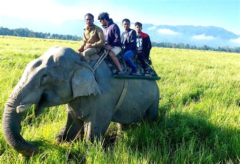 Tourists enjoy elephant ride inside Kohora range of Kaziranga National ...