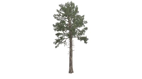 Image result for Unreal Engine Loblolly Tree