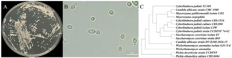 Enhanced Biomass and Protein Synthesis in Engineered Cyberlindnera ...