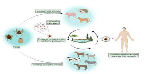 Molecular Survey and Spatial Distribution of Rickettsia spp. in Ticks ...