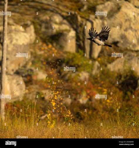 Wildlife in Finland. Bears, Wolverine and birds Stock Photo - Alamy