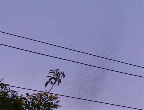 Manikonda cry foul as Ibrahimbagh lake turns mosquito hub