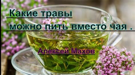 Чай и травы. Какие травы можно пить вместо чая . Алексей Махов - YouTube