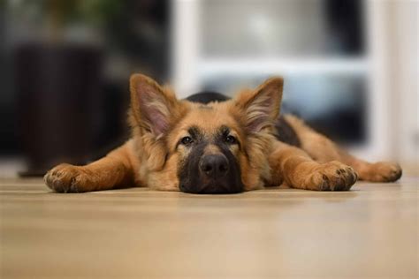 When Should You Spay Or Neuter A German Shepherd? - Allgshepherds