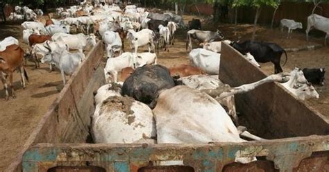 Chhattisgarh: 18 cows locked up at shelter home in Balodabazar district ...