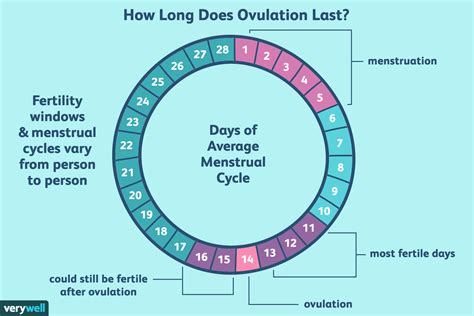 Image result for Ovulation Cycle