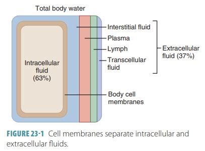 Image result for Transcellular Fluid