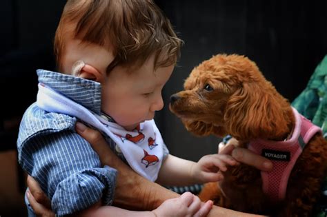 Kids And Dogs: How To Train Your Dog to Be Kid Friendly