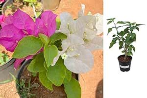Indian Gardens - Boungainvillea White Pink/Bougainvillea Glabra live ...