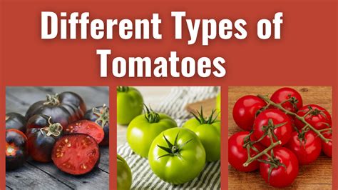 Different Types of Tomatoes- Characteristics, Flavors and More