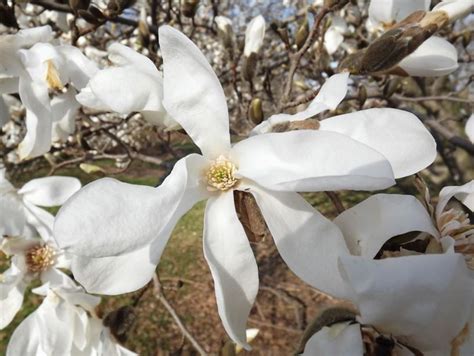 Magnolia salicifolia 'Miss Jack' - Miss Jack anise magnolia, Miss Jack ...