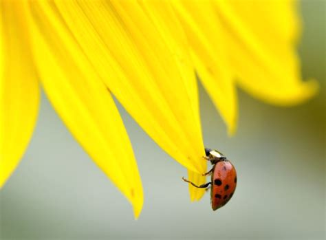 U.S.-MARYLAND-SUNFLOWERS
