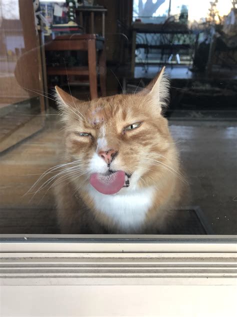 Window Licking Quotes K. R. Alexander Quote: “There Are Three Rules